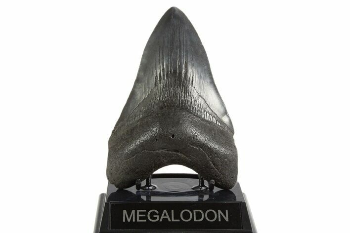 Serrated, Fossil Megalodon Tooth - South Carolina #340277